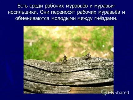 Загадка про муравья