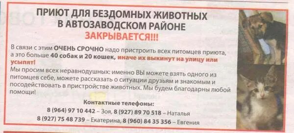 Закон об усыплении животных. Номер приюта для кошек. приюты для животных где?. приют для бездомных кошек.