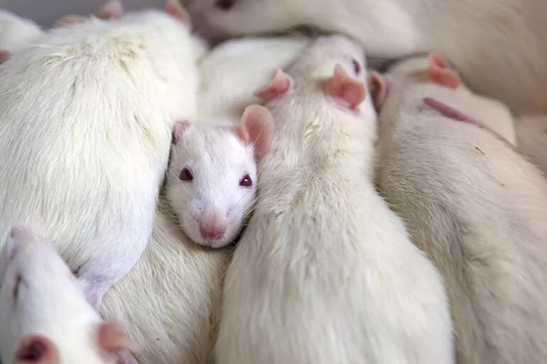 Сон белые крысы много. Крыска девочка белая. Белые крысы домашние. Сон белые крысы много. Крыса домашняя белая.