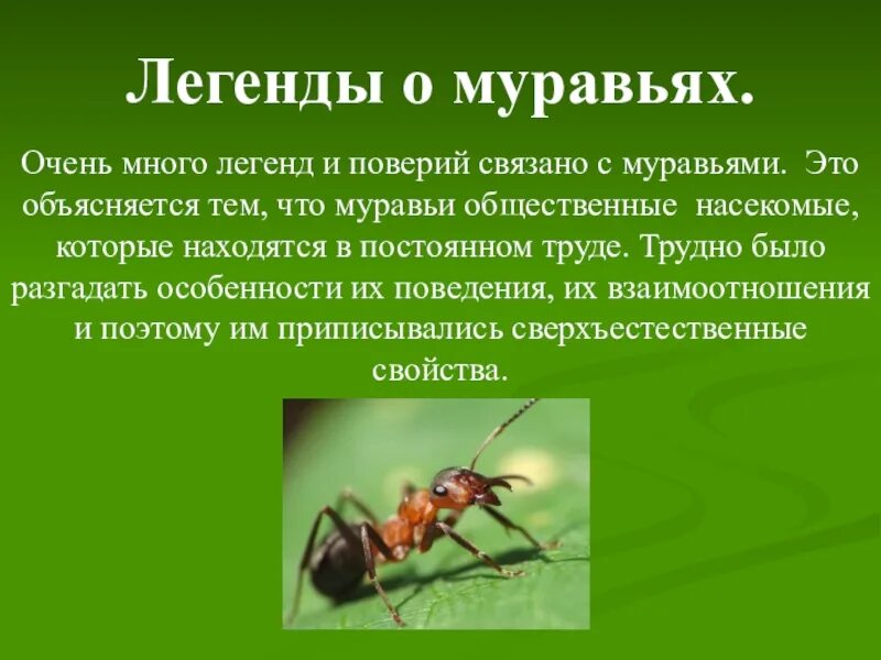 Предания о животных. Легенды о животных. легенды о животных для детей. легенда мифи о животных. легенда о муравьях.