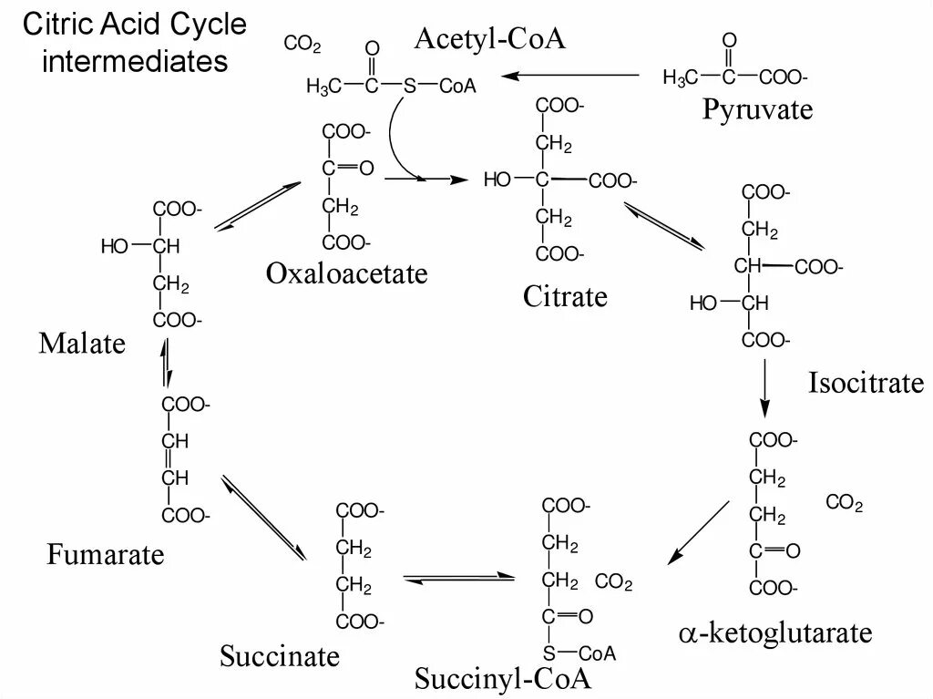 Цикл трикарбоновых кислот этапы. Цикл трикарбоновых кислот ЦТК биохимия. Цикл трикарбоновых кислот схема. Анаплеротическая реакция цикла Кребса. Цикл трикарбоновых кислот (ЦТК).