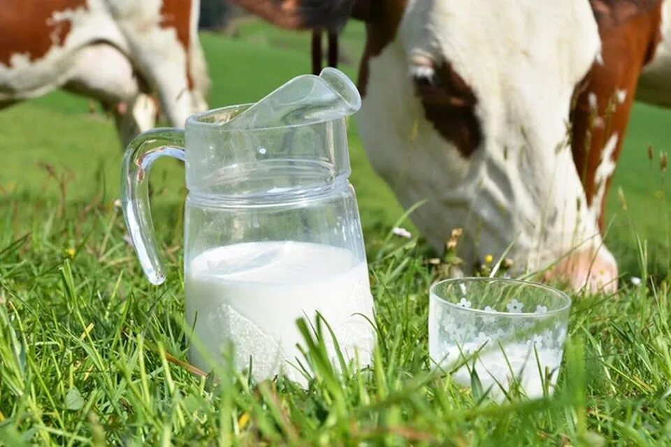 Реализуем молоко. Корова молоко. Животноводство молоко. Надой . Молока. Молоко производство.