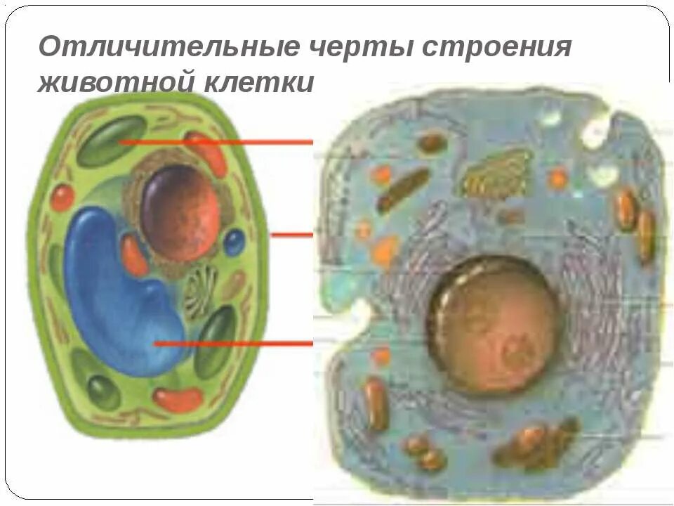 Растительная и животная клетка. Строение клетки животных. Строение животной клетки. Отличия животной клетки.