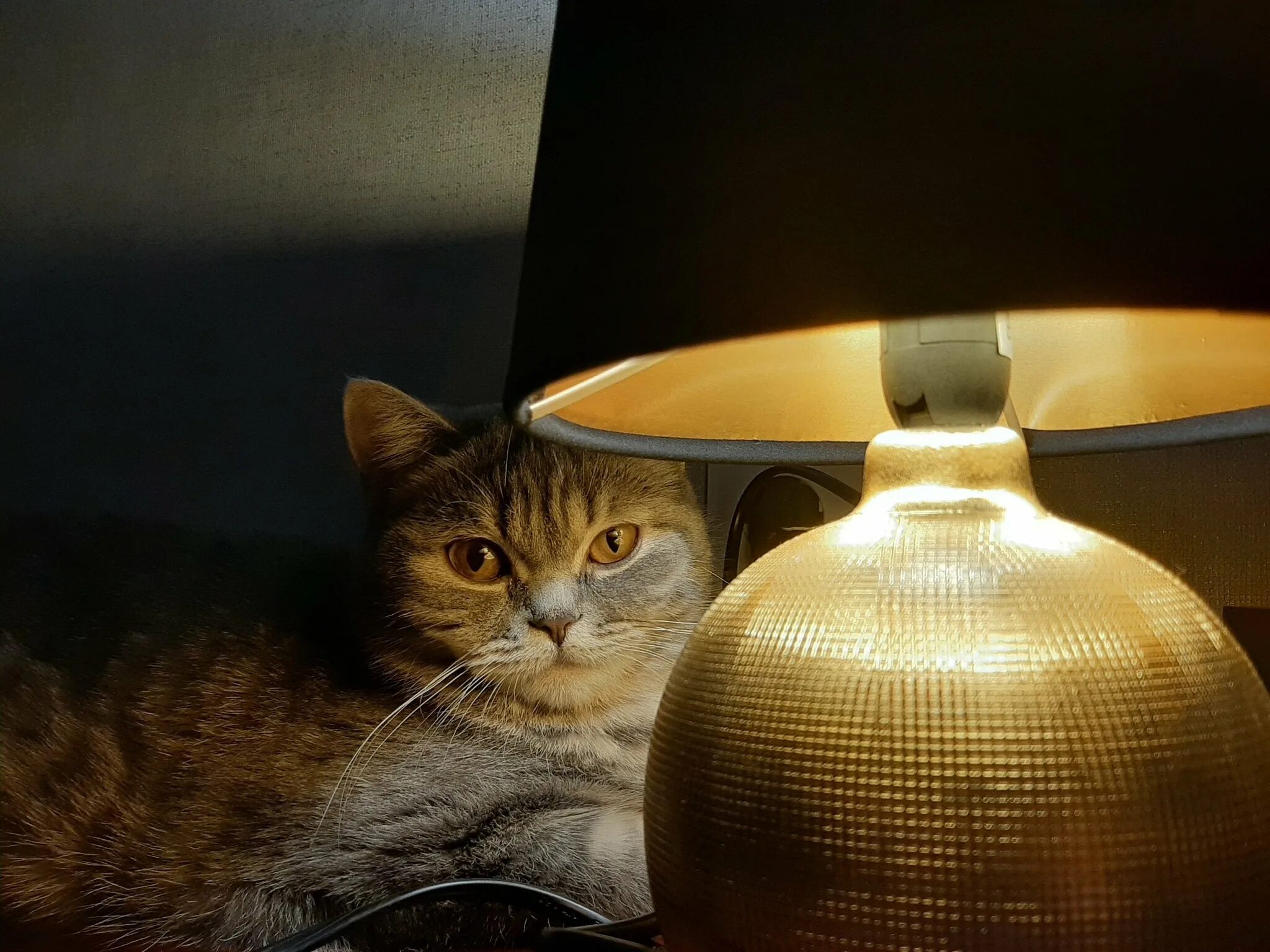 Кот с лампой. Лампа кот. ламповый кот. котик с лампой. ламповый кот котолампа.