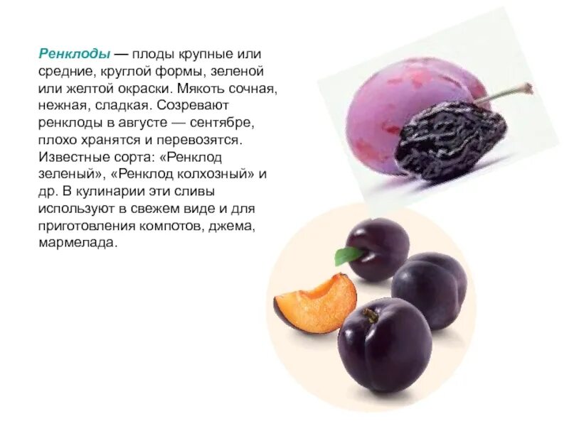Плод не имеющий сочной мякоти. Строение семечковых плодов. плоды круглой формы фактически нормы. плод округлой формы 6 букв.