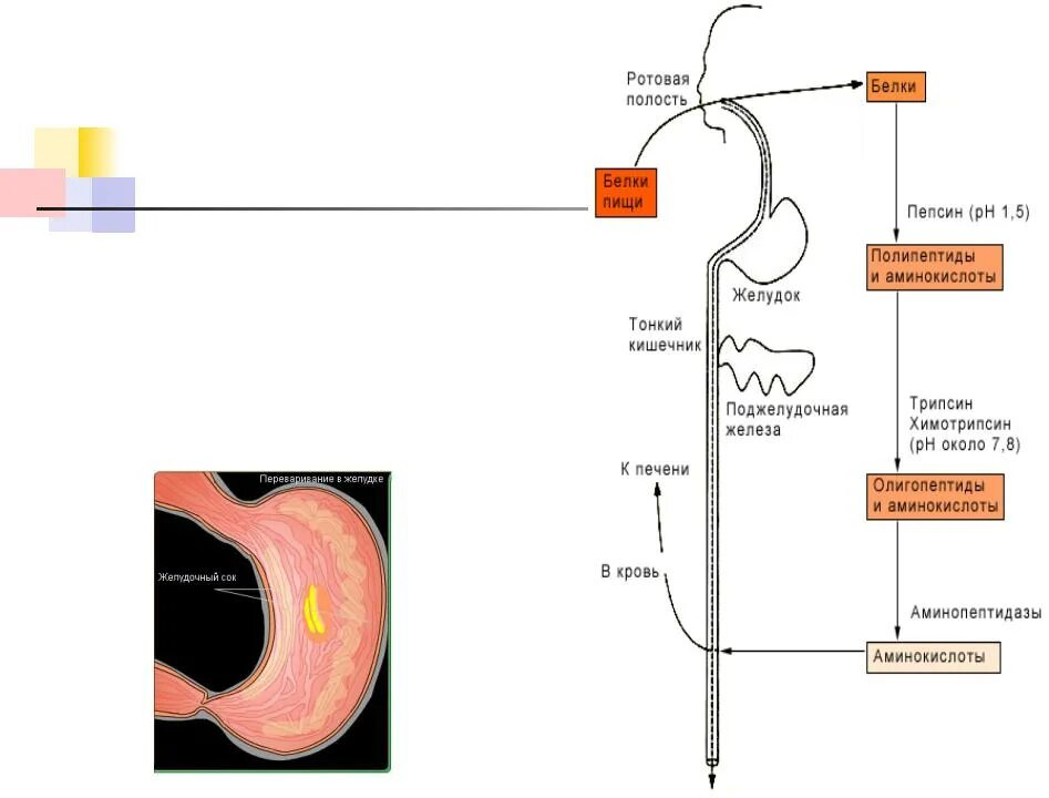 Схема процесса переваривания белков. В процессе переваривания пищи в желудке белки расщепляются до. Схема переваривания белка в желудке. Общая схема переваривания белков в ЖКТ.