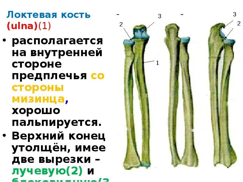 Снимок локтевого сустава - презентация онлайн
