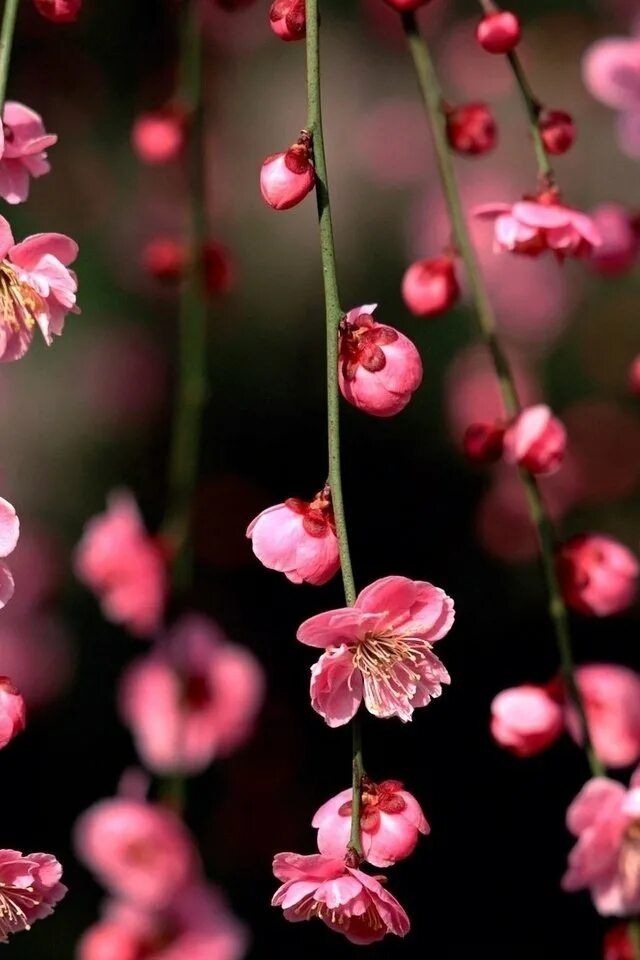 Цветы на телефон айфон. Розовые цветы. Маленькие розовые цветы. Маленькие розовые цветочки.