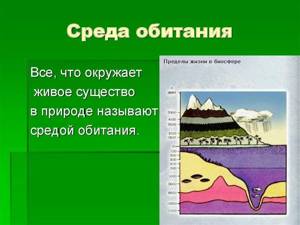 Все то что окружает живой организм. Среда обитания. Все среды обитания. Среды обитания живых организмов. Средой обитания называют.