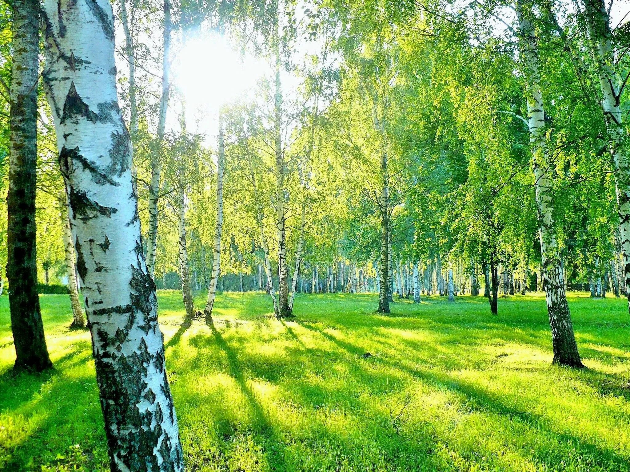 Березовый лес роща. Березовый лес подольск. берёзовая роща курск. березовая роща. природа березовая роща.