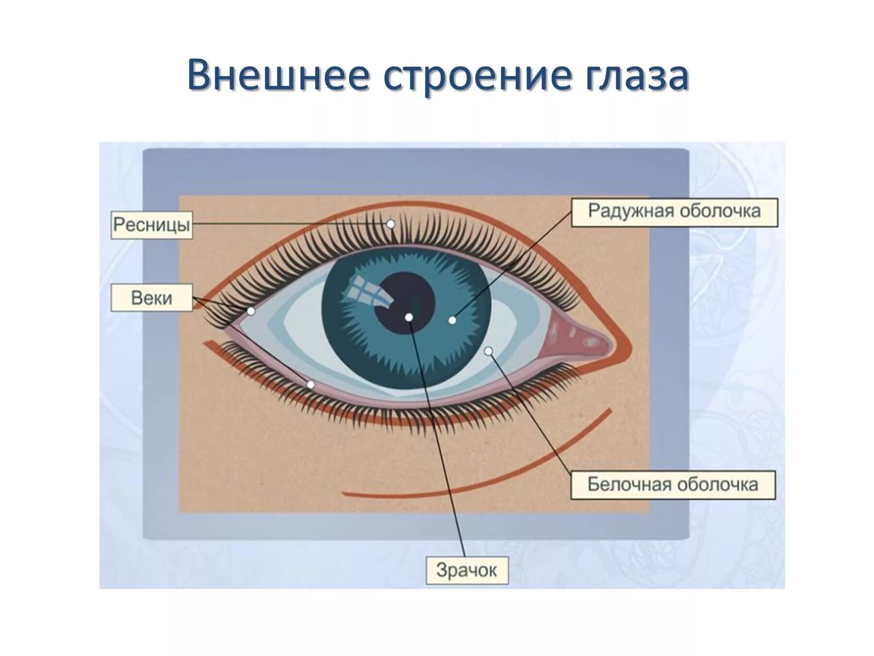 Где взять глаз. Внешнее строение человеческого глаза. Внешнее строение глаза человека схема. Защитные приспособления глаза. Внншние строение глаза.