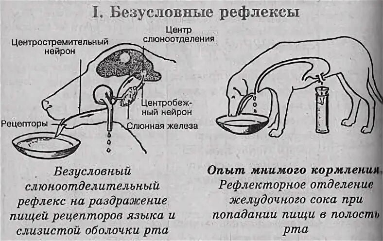 Слюнной рефлекс. Схема условного и безусловного рефлекса слюноотделения. Безусловный рефлекс слюноотделения Павлов. Схема условного рефлекса у человека. Безусловный рефлекс желудочного сокоотделения.