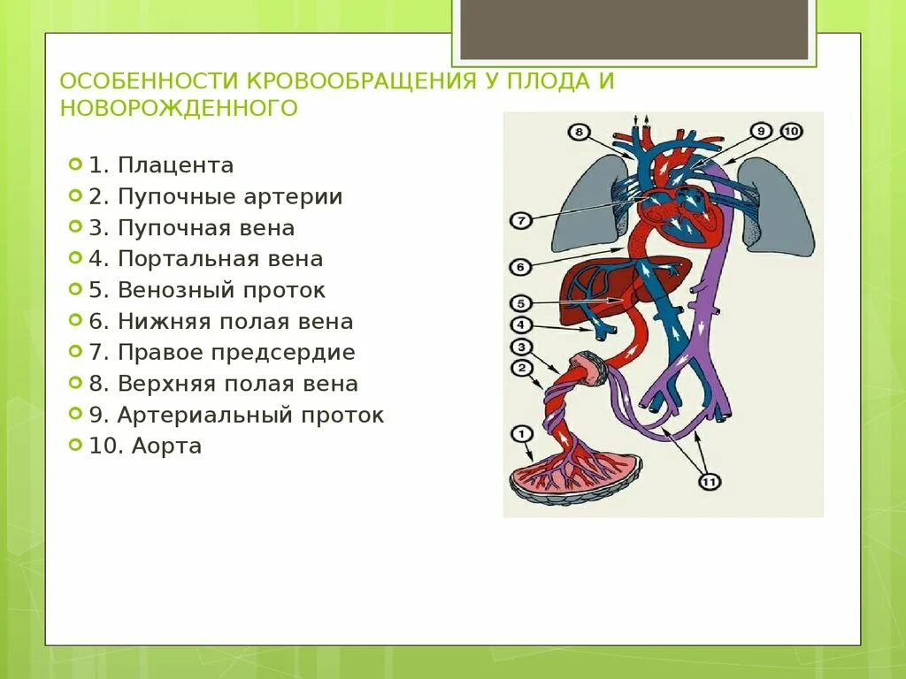 Венозный проток пупочная Вена. Кровообращение плода венозный проток. Воротная Вена и кровообращение плода. Круги кровообращения новорожденного схема. Особенности гемодинамики