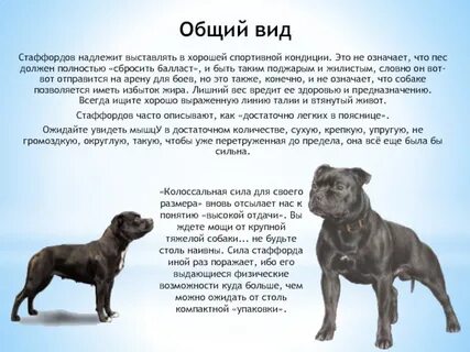 Толкование собака