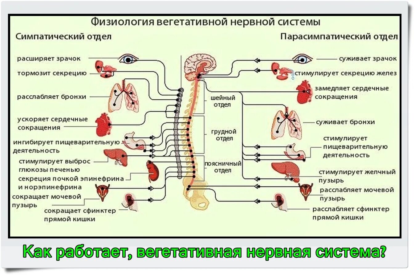 Вегетативная нервная система схема спинного мозга. ВНС - строение, анатомия, физиология.. Парасимпатический отдел ВНС функции. Функции вегетативной нервной системы схема. Вегетативная нервная система конспект