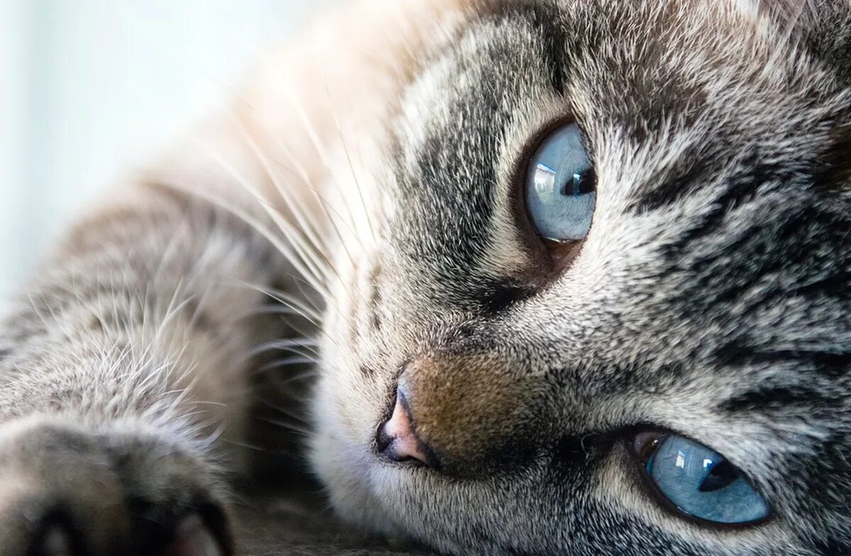 Что такое котик. Кошки. картинки кошек. кошки фото красивые. котики лучшие фото.