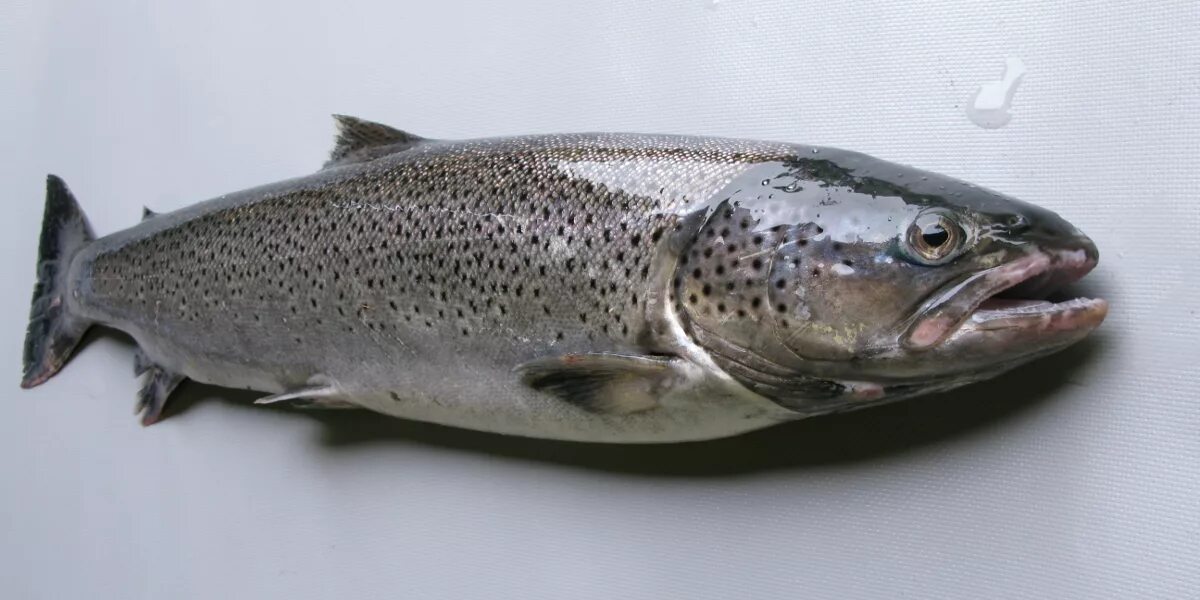 Как отличить морскую форель. Морская форель кумжа. форель маджестик. севанская форель. форель северная.