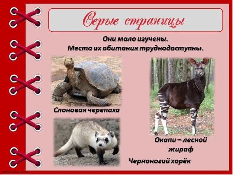 Что относится из животных красных книг. Серые страницы красной книги. страницы красной книги животные. серые страницы красной книги животные. красные страницы красной книги.