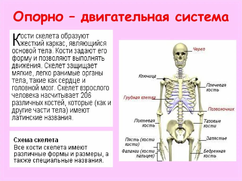 Что входит в костную систему