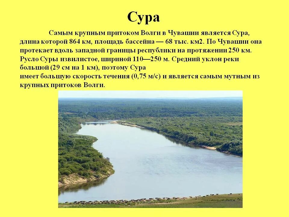Откуда берет начало река сура. Река Сура в Чувашии. Водные богатства Чувашии река Волга. Притоки реки Волги в Чувашии. Бассейн реки Сура Чувашия.