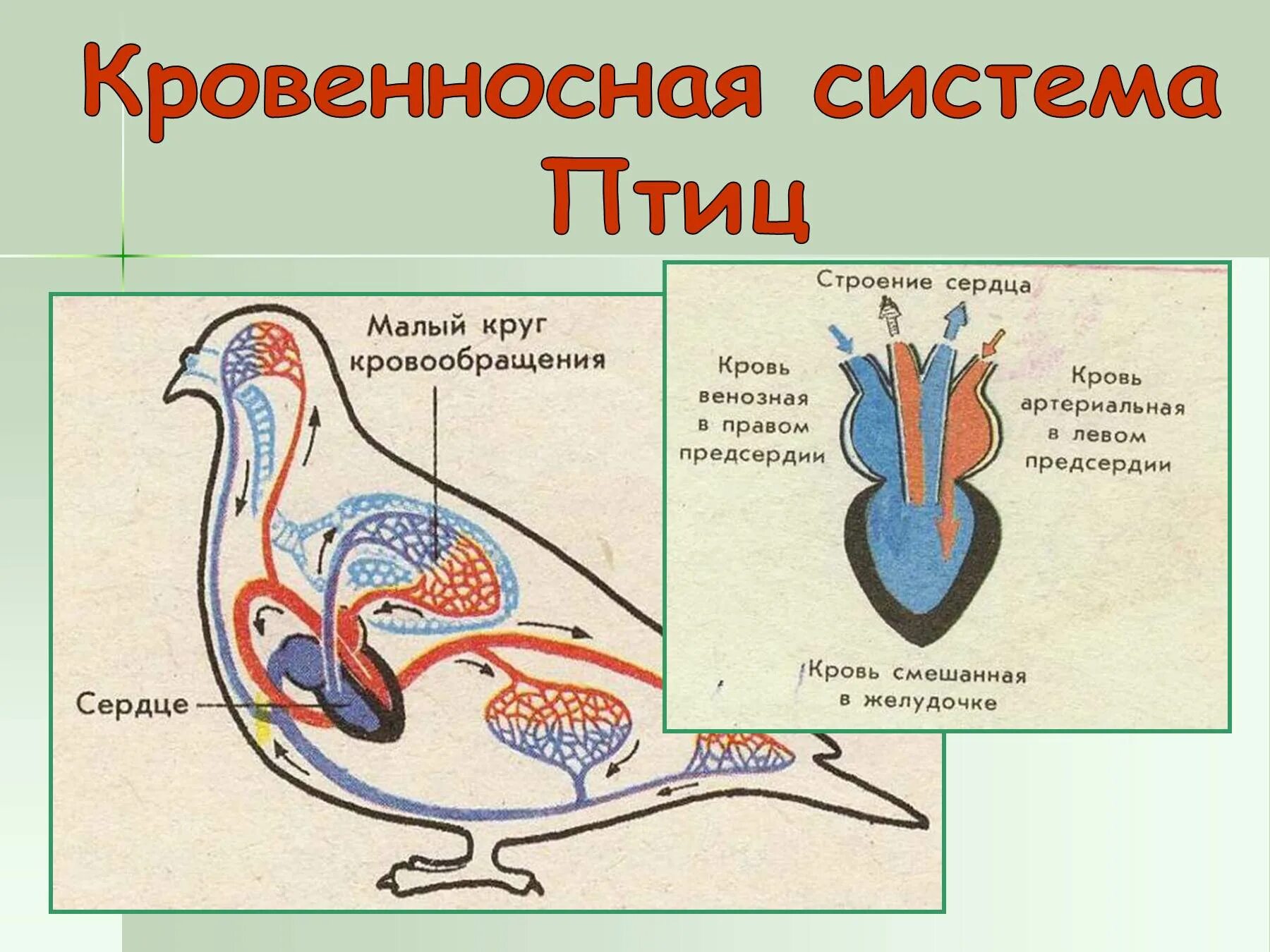 Система кровообращения птиц. Кровеносная система птиц схема. Строение кровеносной системы птиц. Строение сердца птиц.