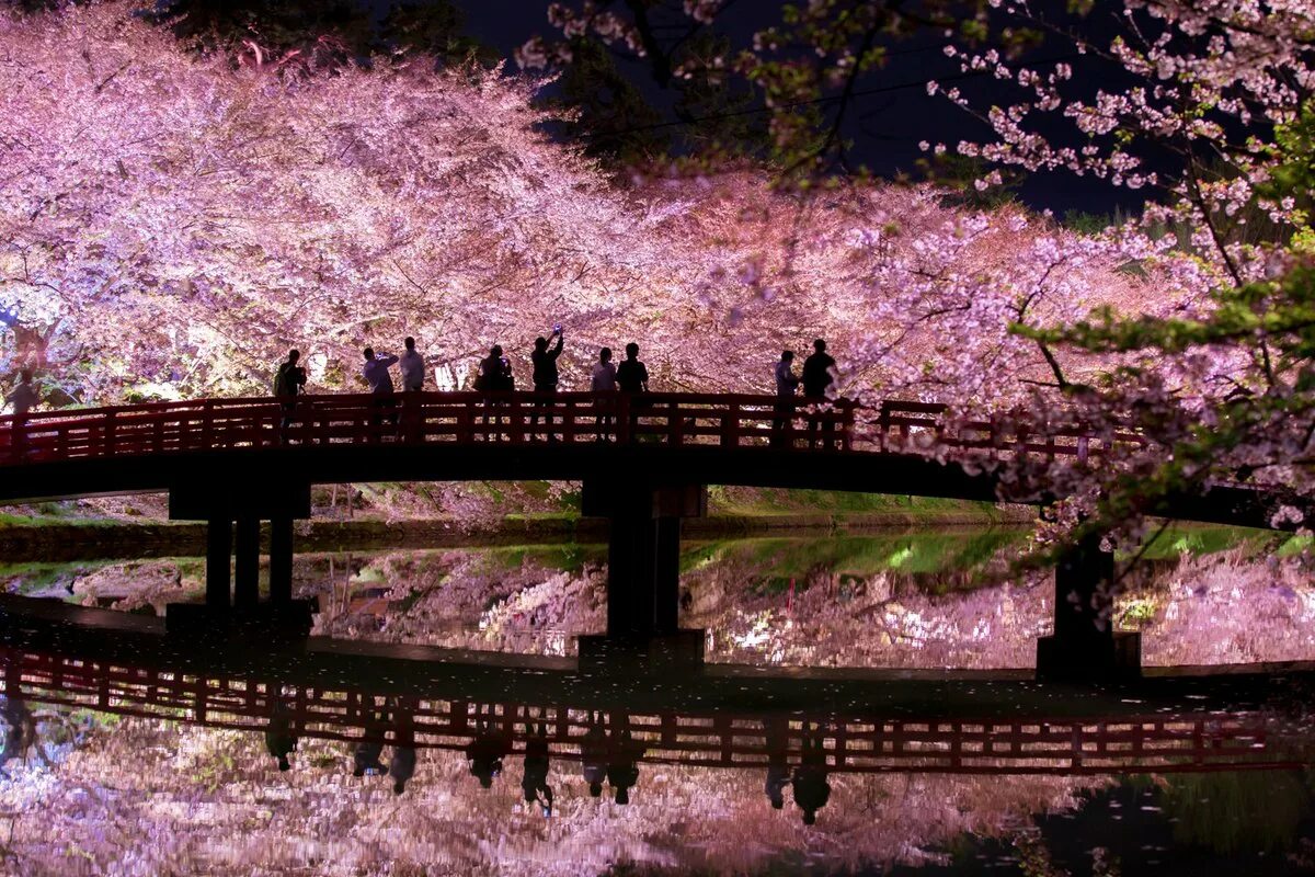 Парк Хиросаки Япония. Киото цветение Сакуры. Япония мост Сакура. Япония цветение Сакуры парк.
