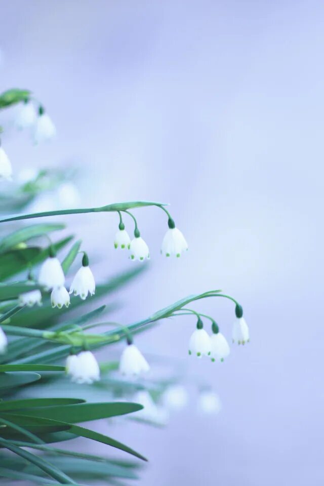 Подснежники картинки. Март картинки красивые на телефон вертикальные. Красивые весенние цветы. Март картинки красивые на телефон вертикальные. Март картинки красивые на телефон вертикальные.