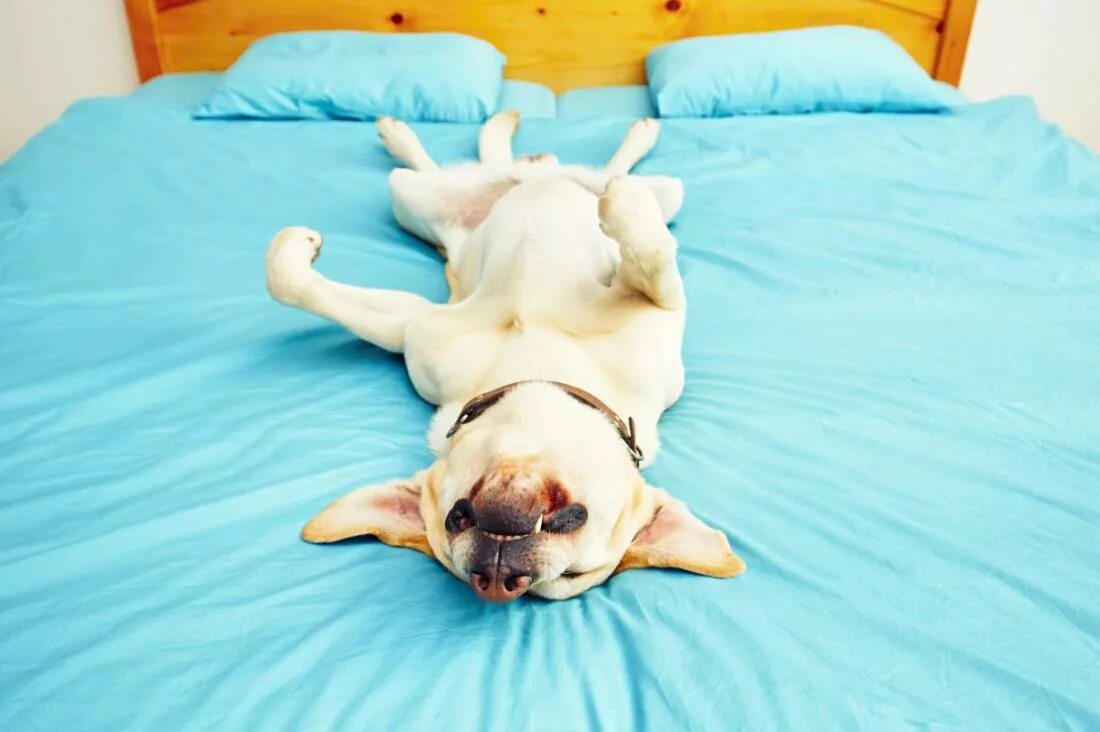 Как отучить собаку спать. Собака лежит на кровати. Кровать для собаки. Собачка в кровати.