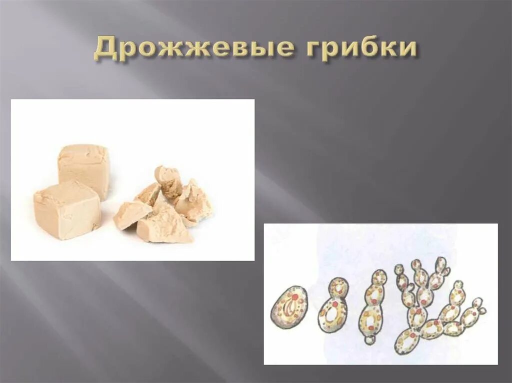 Грибы и дрожжи в организме. Дрожжевые грибы. дрожжи грибы.