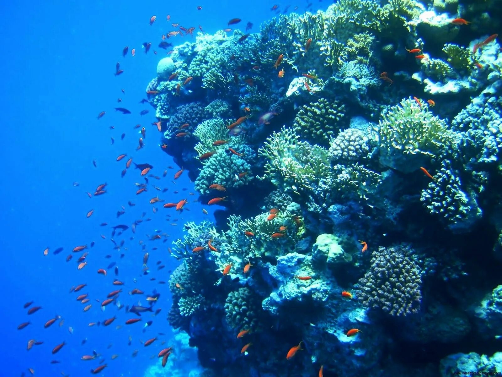 El coral. Коралловый риф рас Мухаммед. Рас Мухаммед Шарм-Эль-Шейх. Национальный парк рас-Мохаммед Египет. Коралловый риф в Шарм Эль Шейхе.