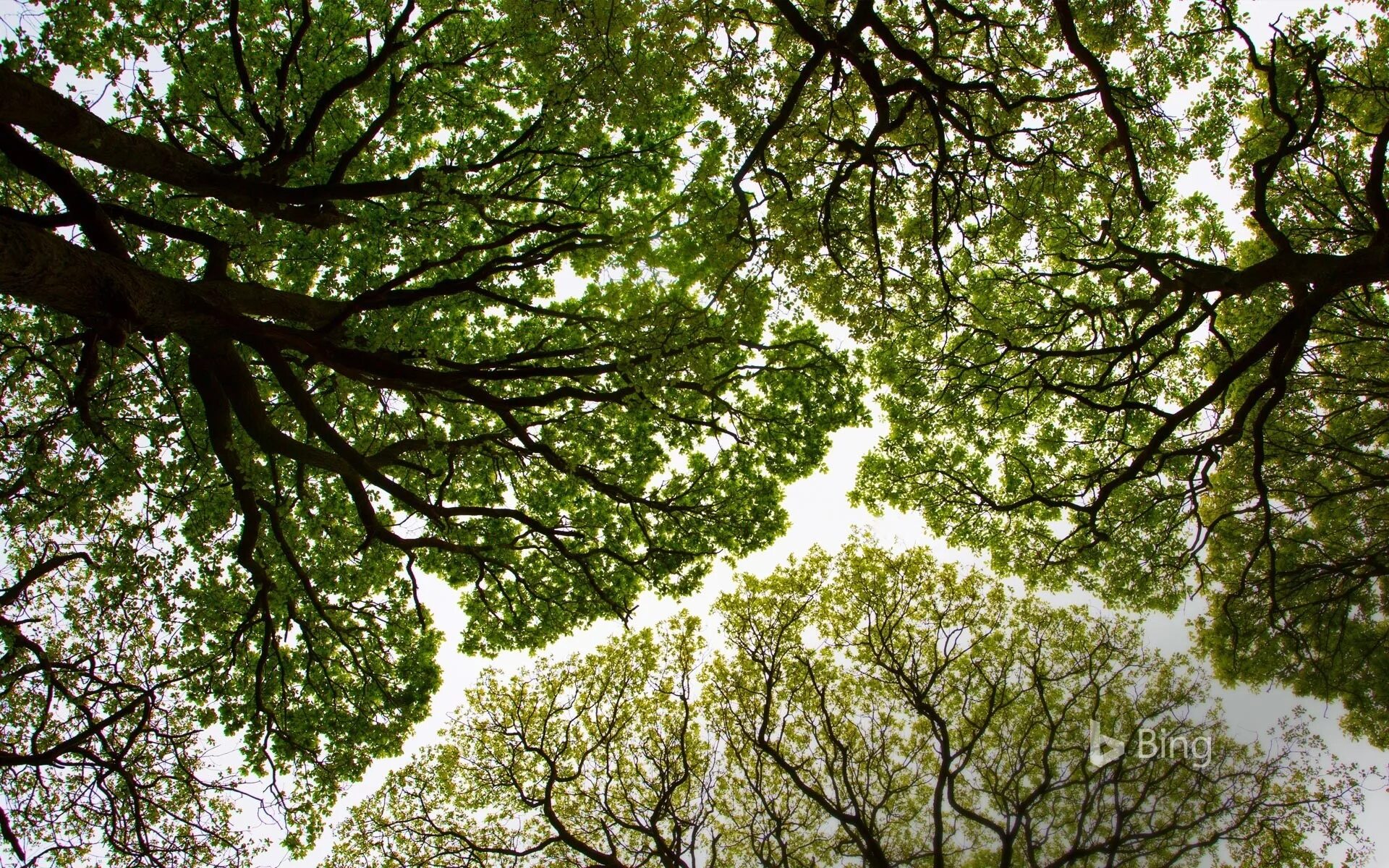 Natural tree. Дерево снизу. Дуб дерево. Крона дерева. Дерево зеленое.