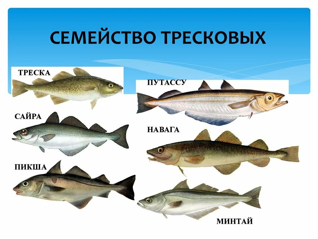 Морская рыба это какая