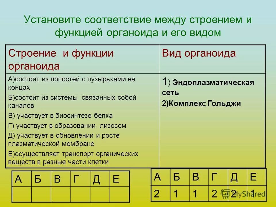 Установите соответствие строение и функции органоиды. Установите соответствие между строением и функцией. установите соответствие строение и функции. устанавливать.