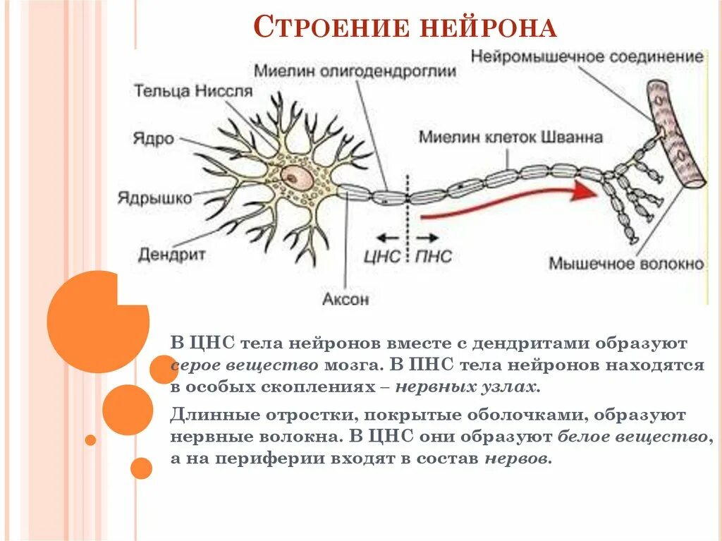 Короткие сильно ветвящиеся отростки. Строение нейрона рисунок. Структуры нервной клетки таблица. Структура строения нейрона. Нейрон строение и функции.