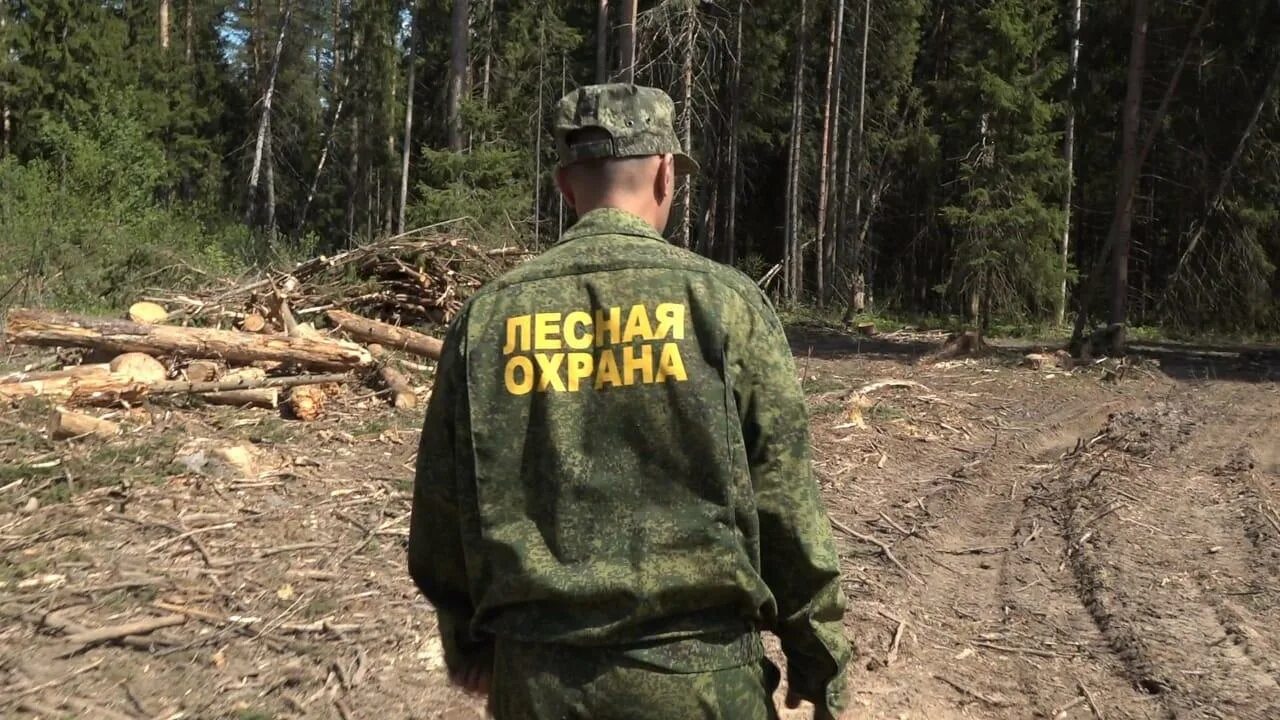 Фонд защиты лесного фонда