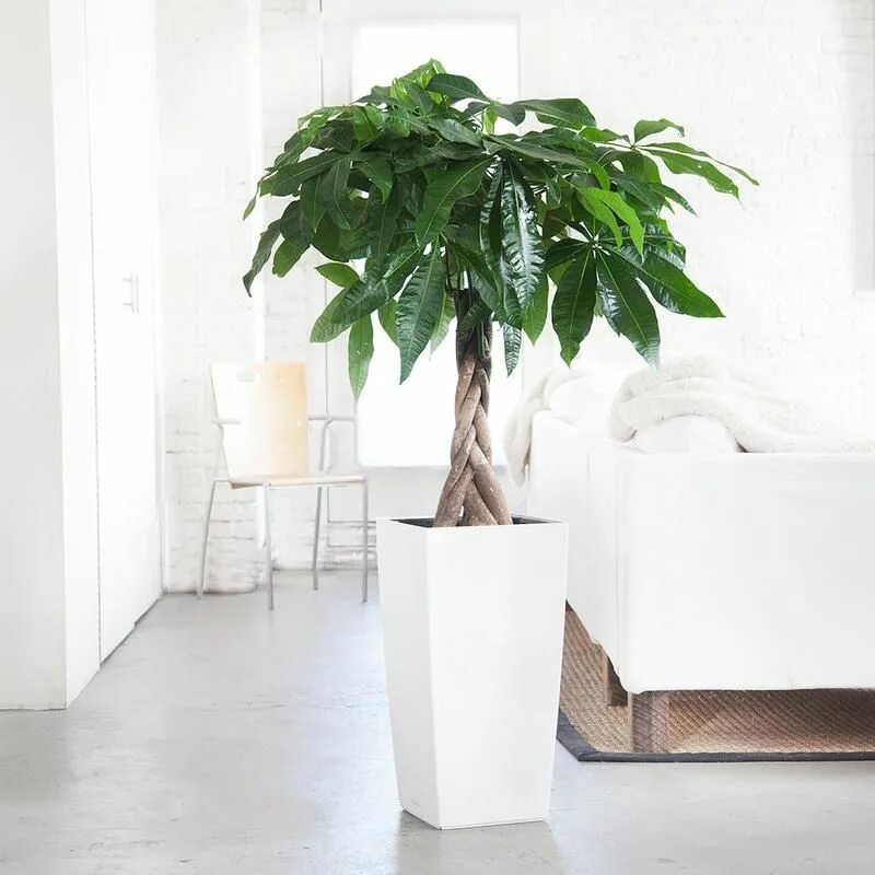9 plantes d'intérieur XXL pour végétaliser son intérieur à merveille Deco plante
