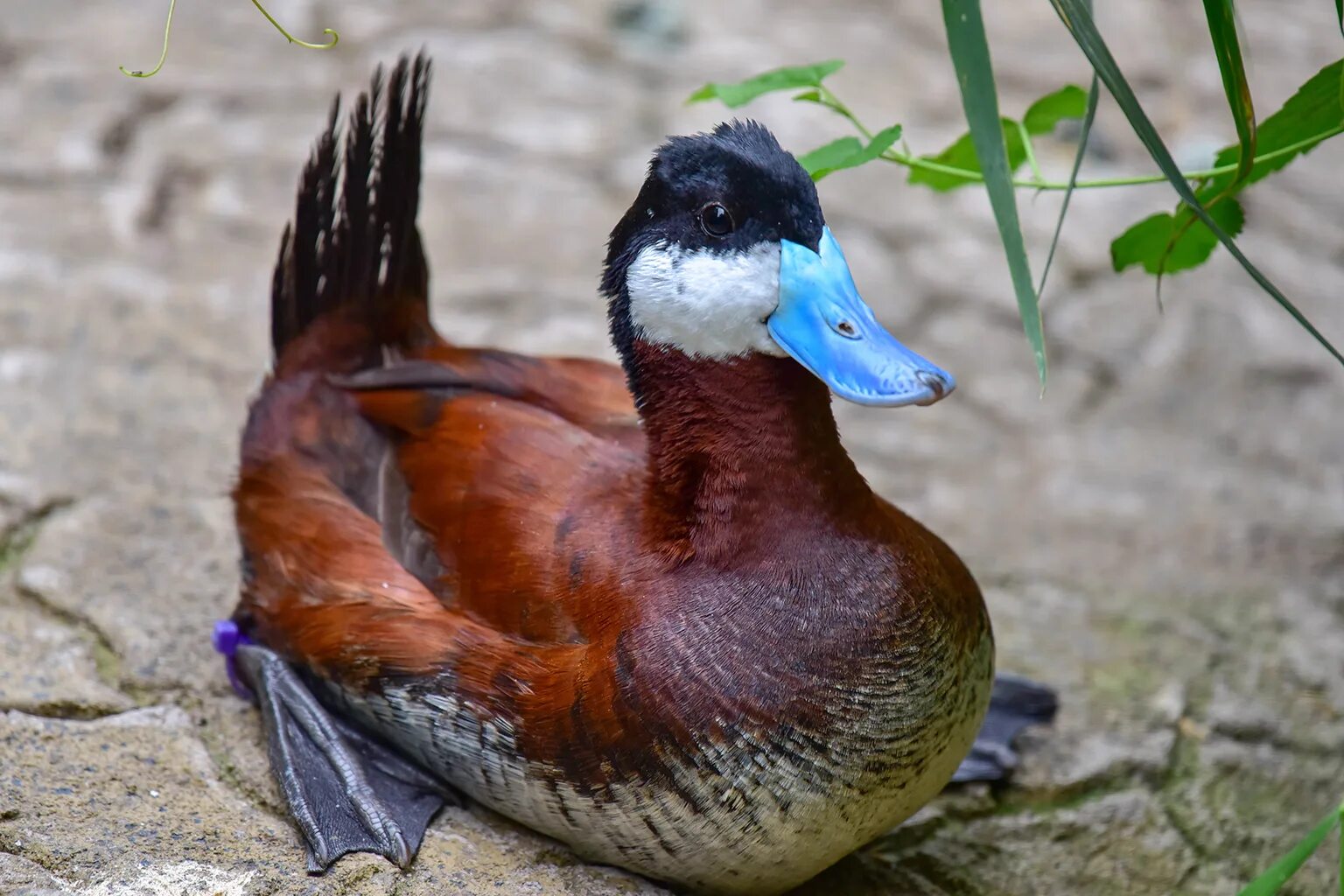 Duck barbra. Oxyura jamaicensis. Савка Oxyura leucocephala. Американская Савка. Белоголовая Савка.