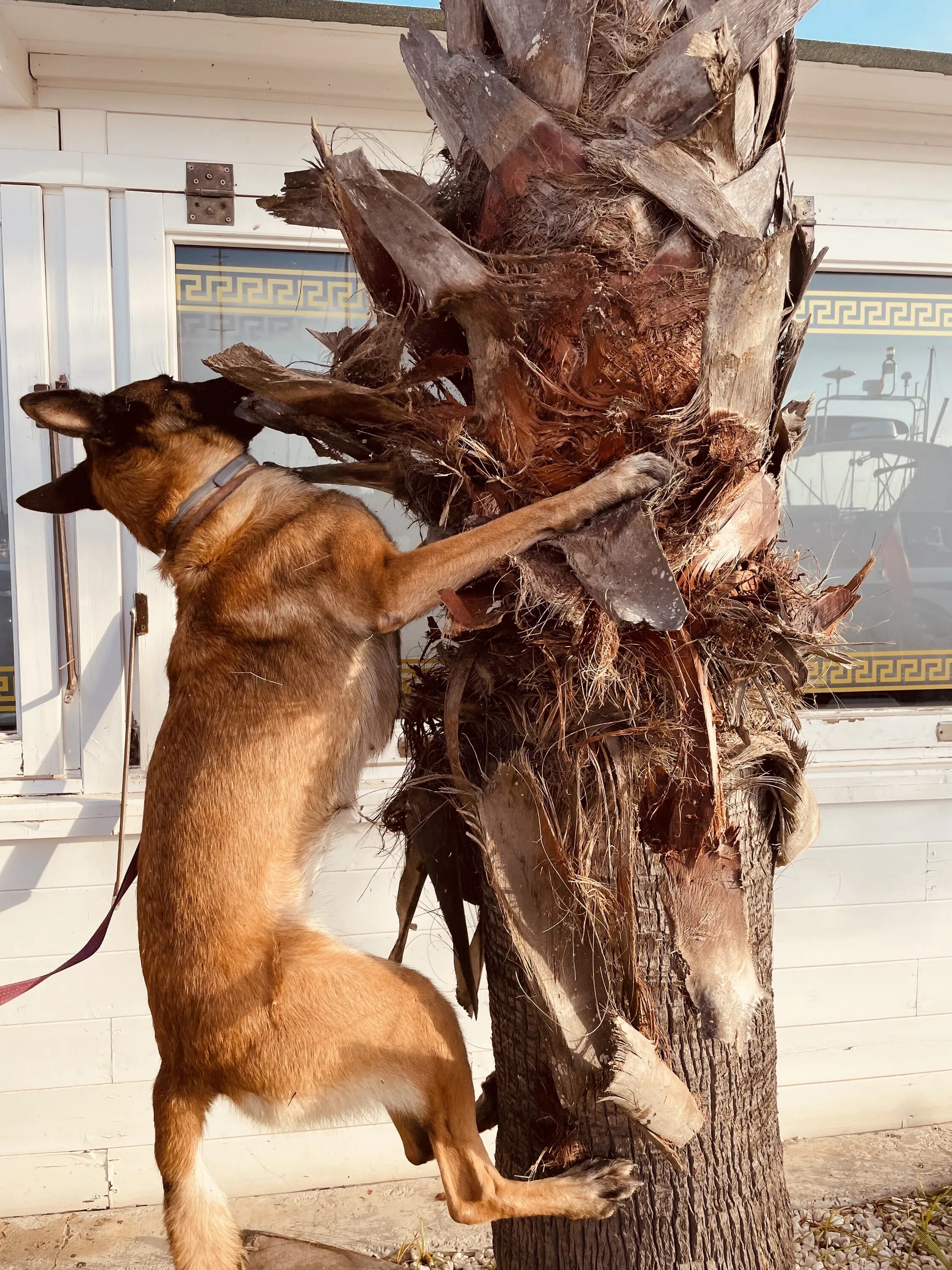 Пальма собака. Собака пальма. Лили овчарка пальма. Собака пальма. Фильм пальма про собаку.