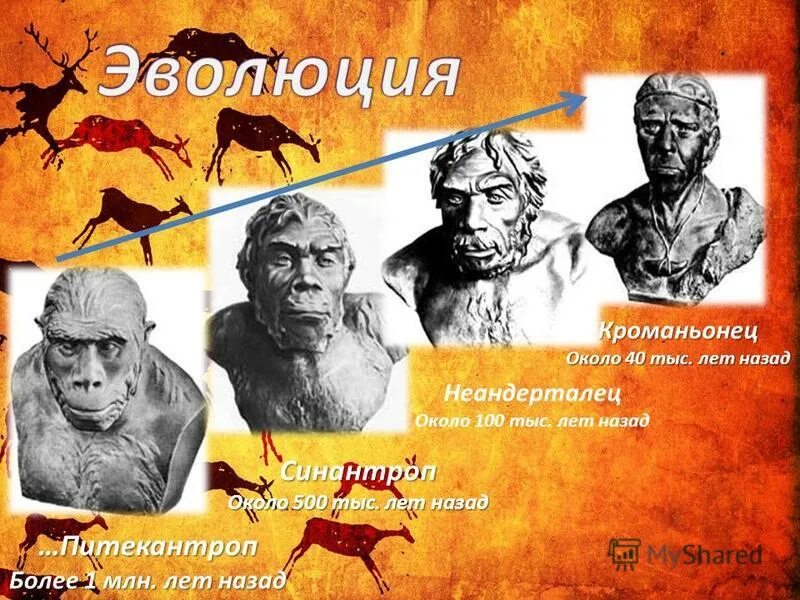 питекантроп синантроп неандерталец. питекантроп синантроп неандерталец. питекантроп реконструкция герасимова. питекантроп неандерталец кроманьонец. древнейшие люди архантропы гейдельбергский человек.