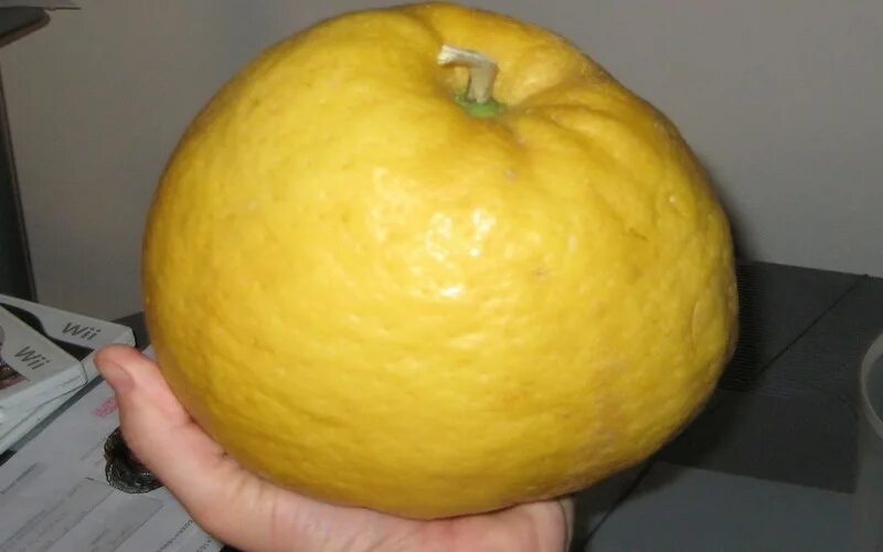 Лимон турция. Максиколд порошок 10 пакетиков. Зеленый лимон. Лайм это гибрид. Лимон.