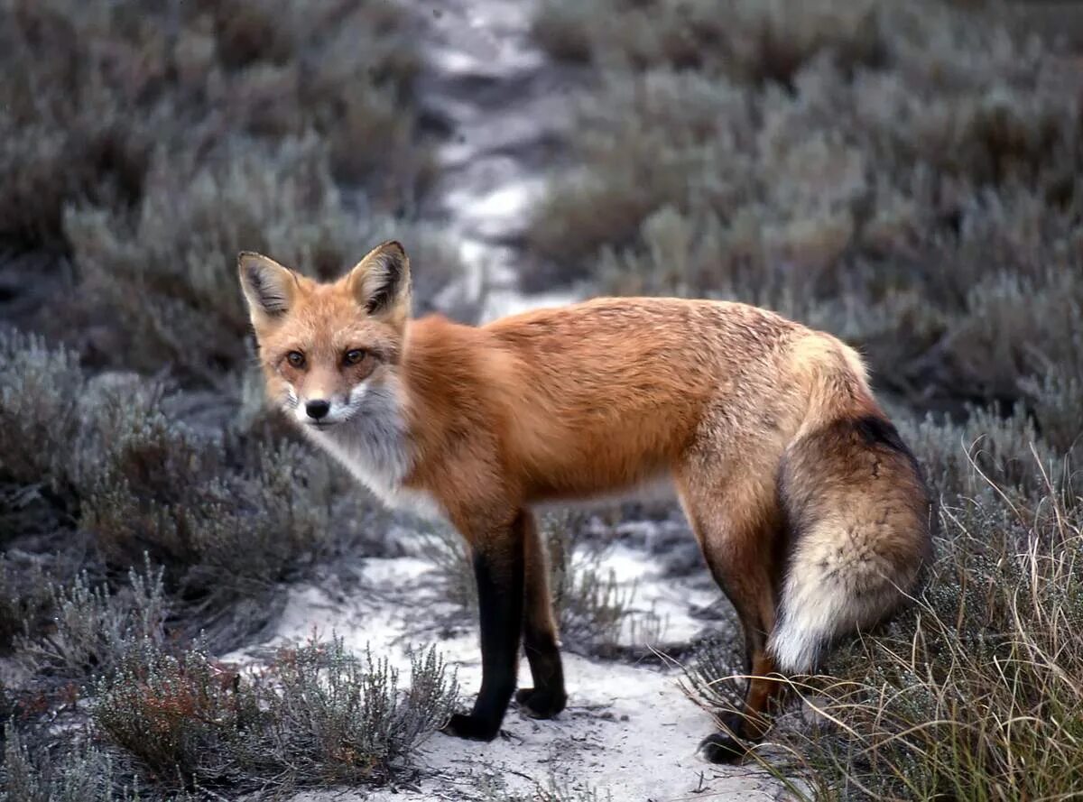 Подводные животные. Сумчатый намбат. Звери тайги. Бурундук neotamias. Сумчатые млекопитающие австралии.