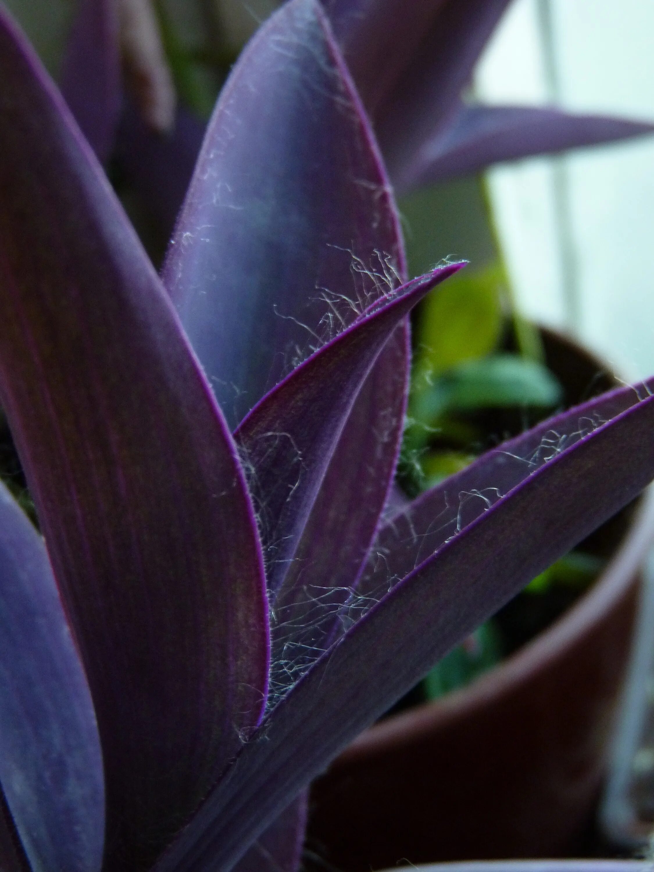 Темно фиолетовые листья растение. Сеткреазия пурпурная. Сектреазия пурпуровая. Сеткреазия пурпурная Setcreasea. Сеткреазия пурпурная сеткреазия пурпурная.