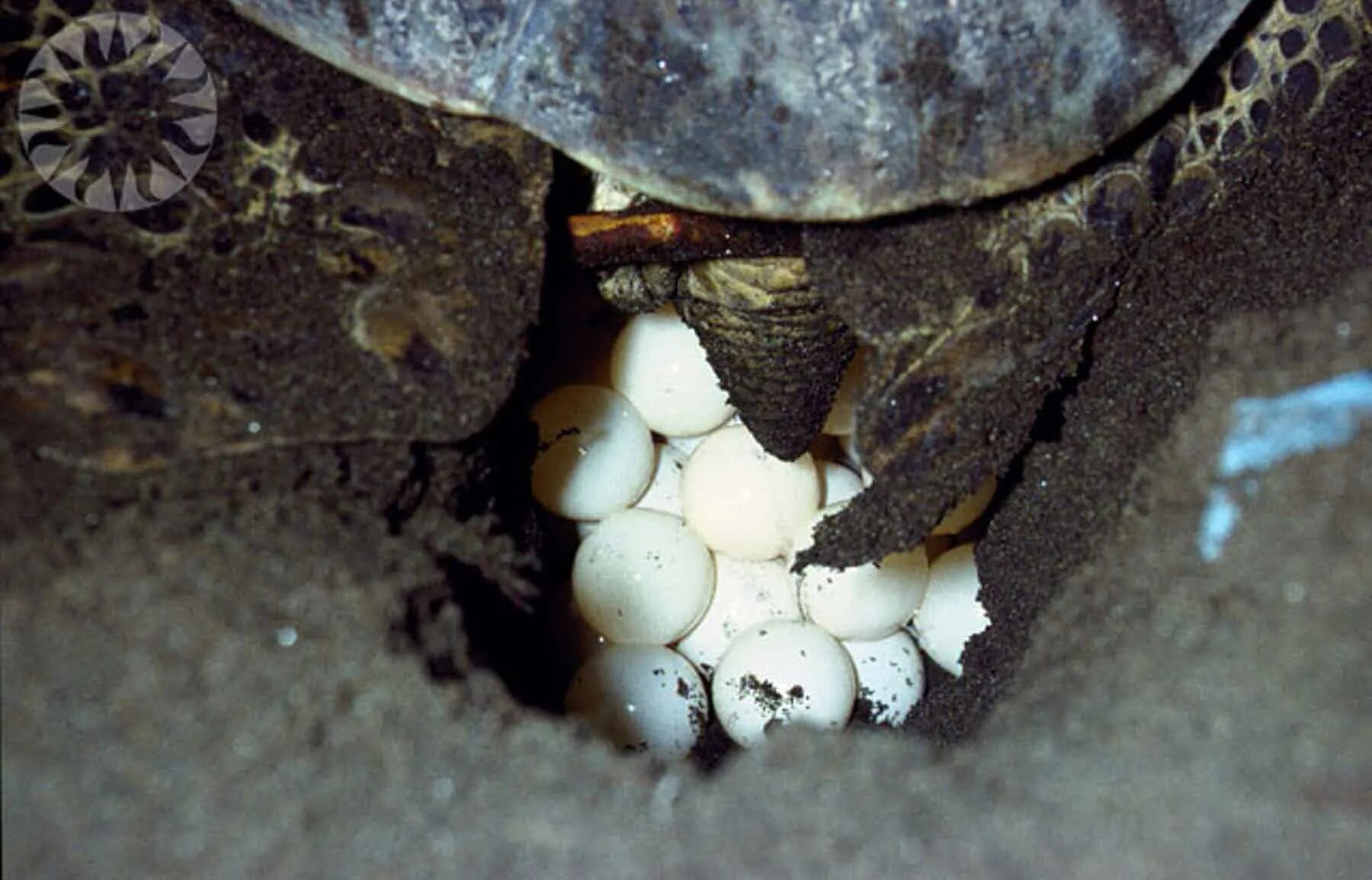 Черепаха откладывает. Яйца черепашек красноухих. Черепашьи яйца красноухие черепахи. Яйца красноухой черепахи. Яцуа Черепаз красноухих.