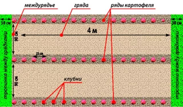 Какое расстояние рядов при посадке картофеля. Картофель схема посадки в открытый грунт. Картофель посадка расстояние между клубнями и между рядами и глубина. Какое расстояние посадки картофеля между рядами. Схема посадки картошки под мотоблок.