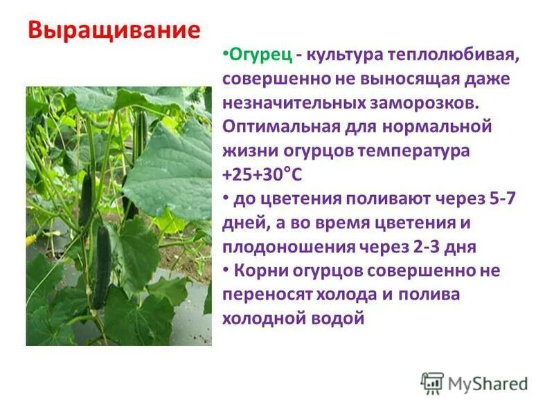 Характеристика огурца. Огурцы польза. чем полезны огурцы. полезные свойства огурца. что полезного в огурцах.