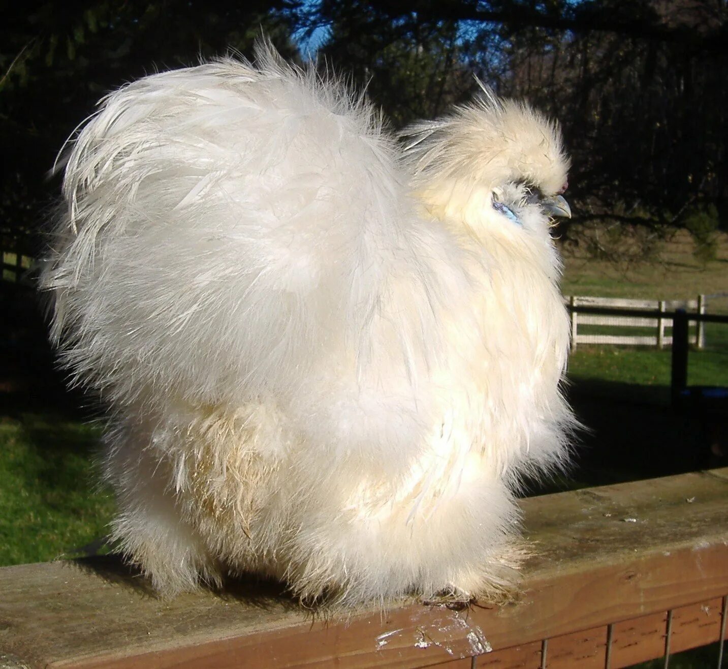 Купить куру китайская шелковая. Китайская шелковая (Silkie Bantam). Китайская шелковая Брама. Китайская шелковая куропатчатая. Китайская хохлатая шелковая.