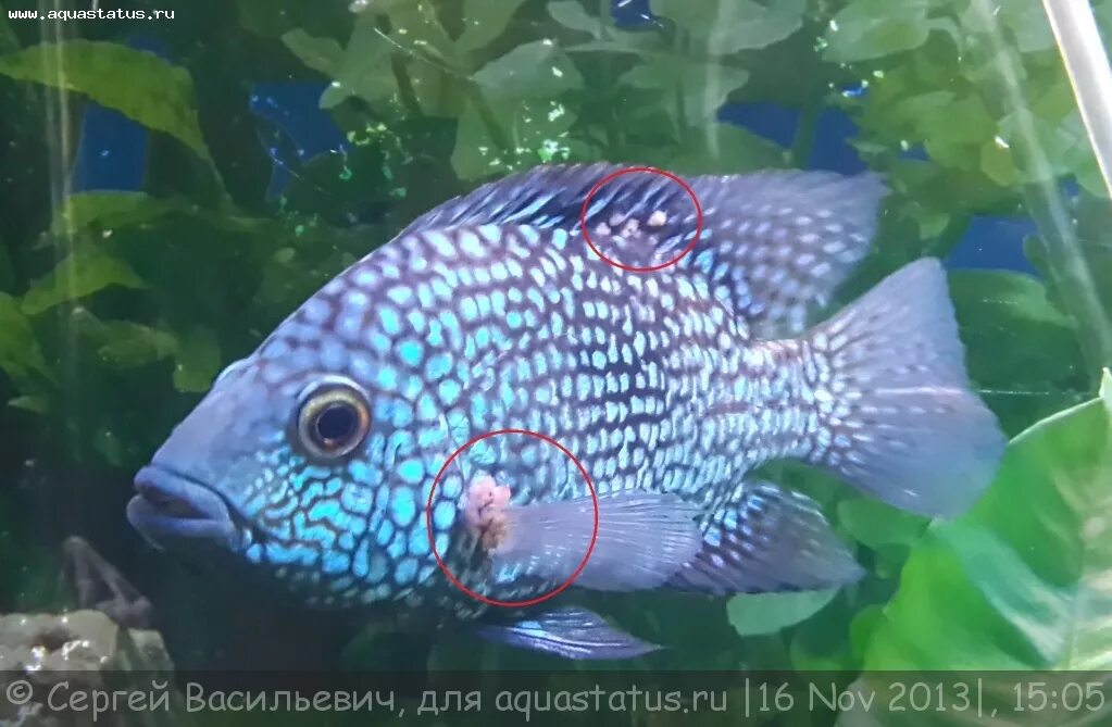 Как выглядит лимфоцитоз у рыб Лимфоцистис, или лимфоцистоз у рыб (Болезни аквариумных рыбок)