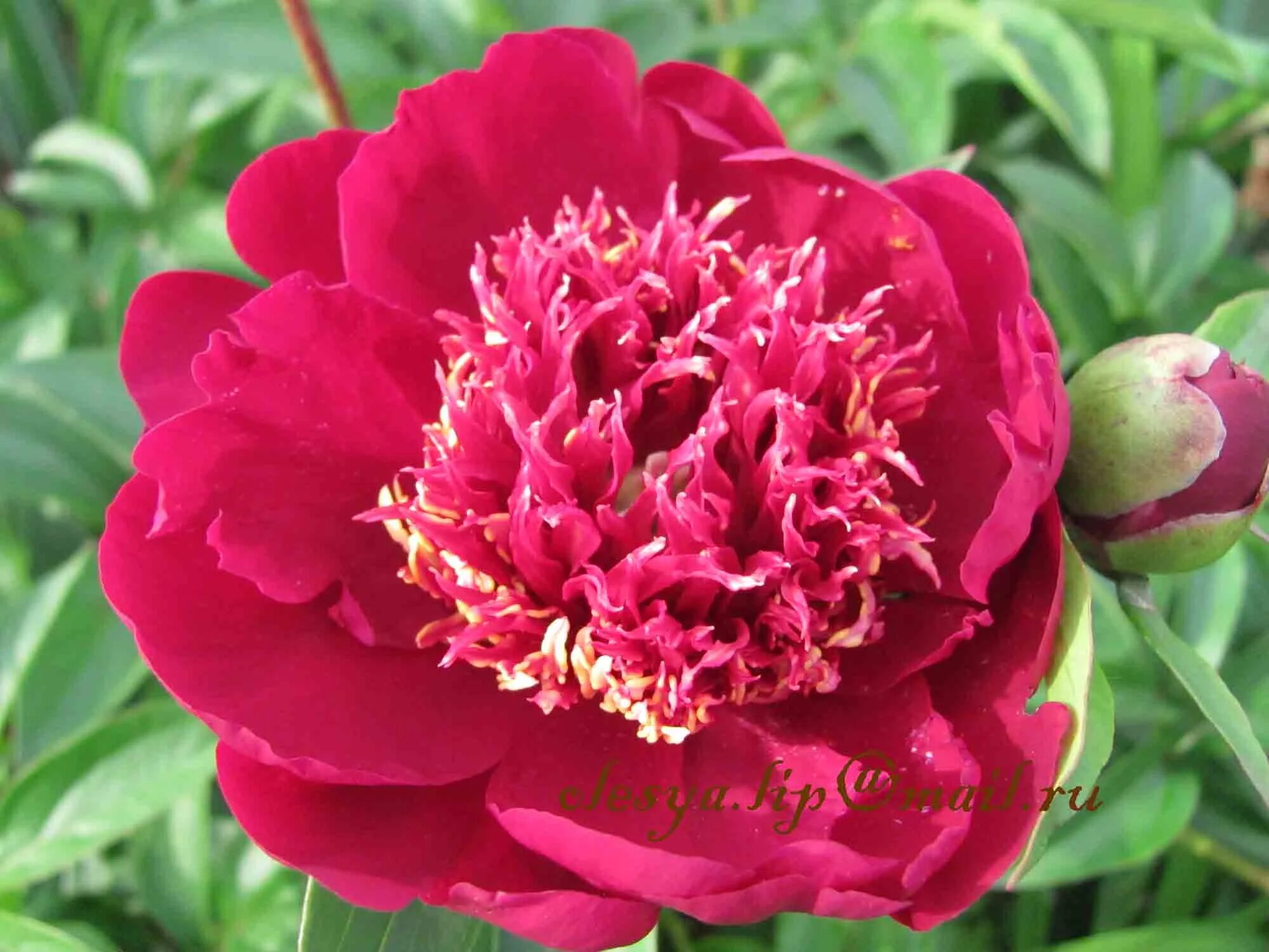 названия сортов пионов. пион травянистый беллевиль. пион джулиска. пион оранж виктори. пион канзас.