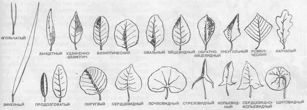 Линейная форма листьев