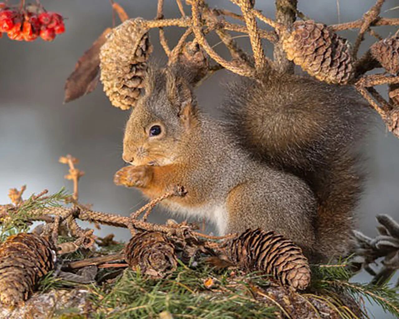 зимние звери. древесная белка. белки. белка ест ягоды. обыкновенная белка беличьи.